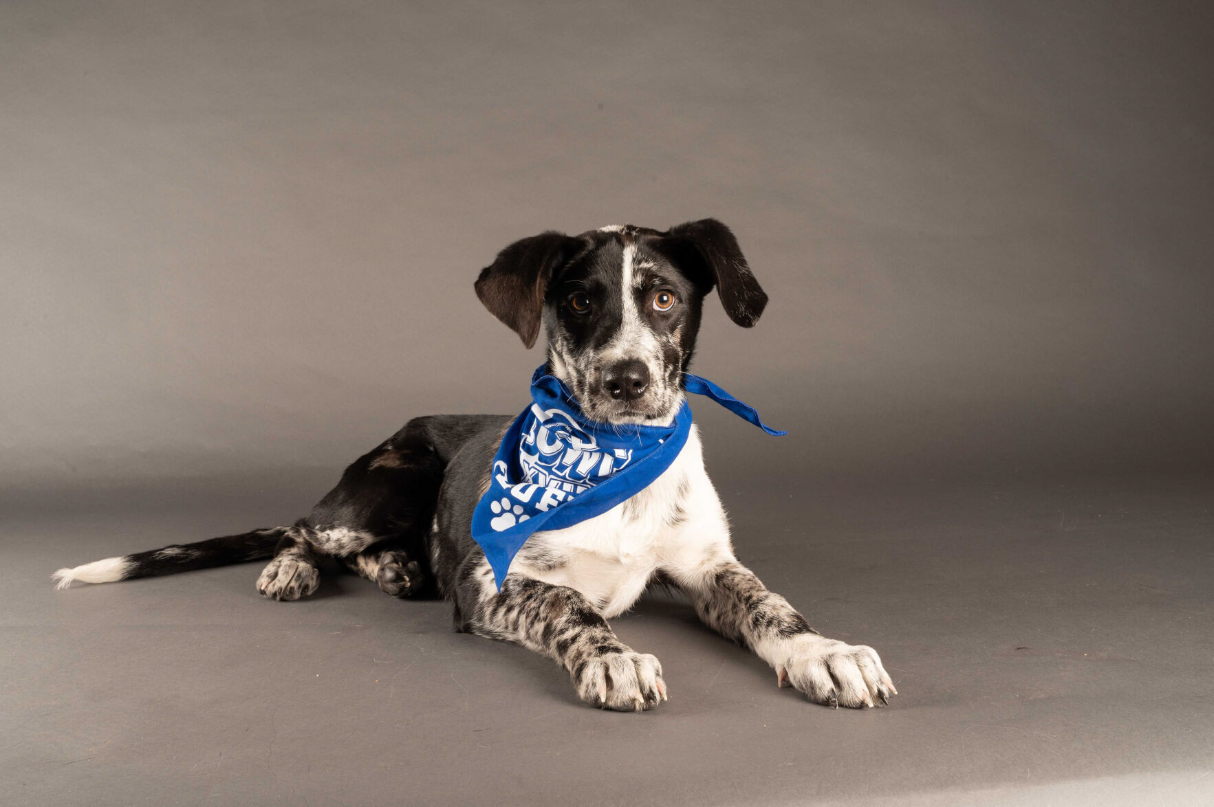 PUPPY BOWL XVII